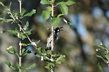 New Holland Honeyeater 101
